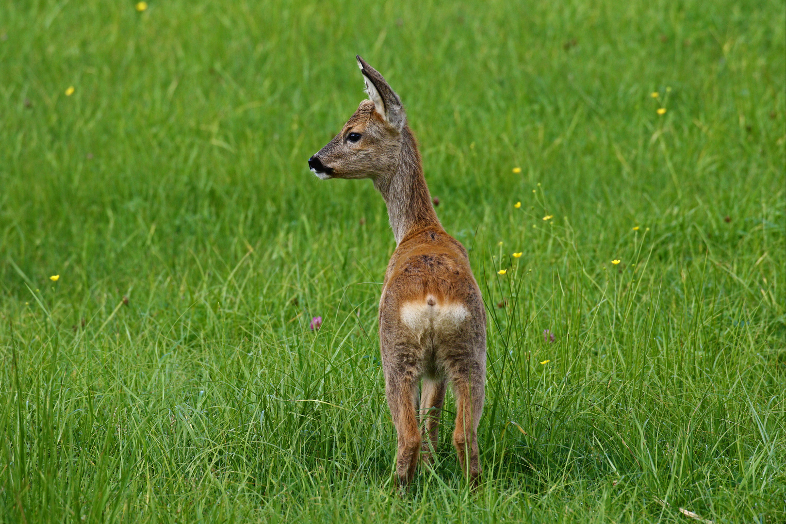 Dieses kleine Böckchen... Foto & Bild | natur, tiere, wildlife Bilder ...