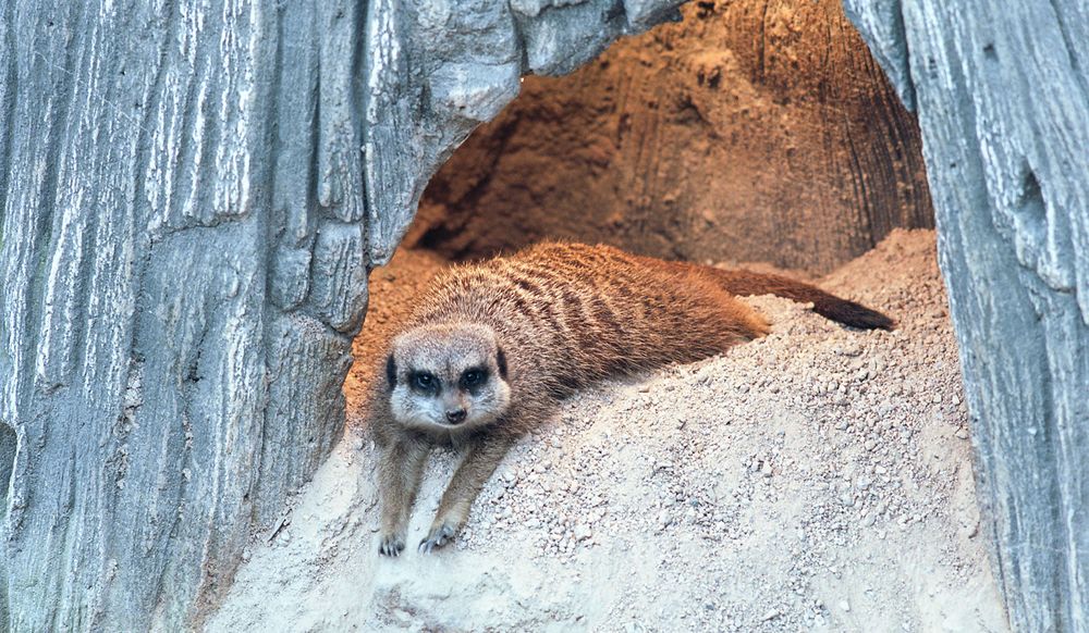 dieses kleine possierliche Tierchen