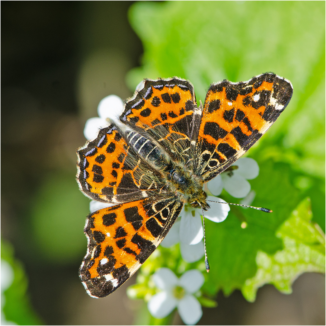 Dieses Landkärtchen (Araschnia levana) der 1. Generation . . .