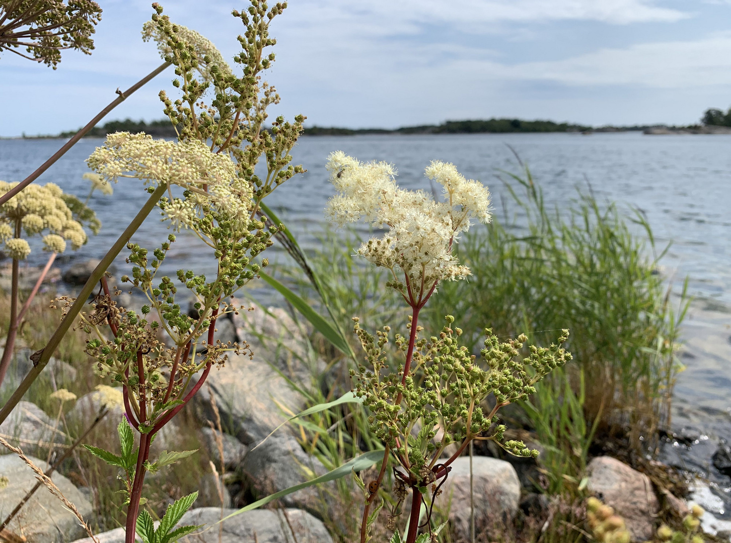 Dieses Mädesüß (Filipendula ulmaria)...