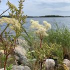 Dieses Mädesüß (Filipendula ulmaria)...