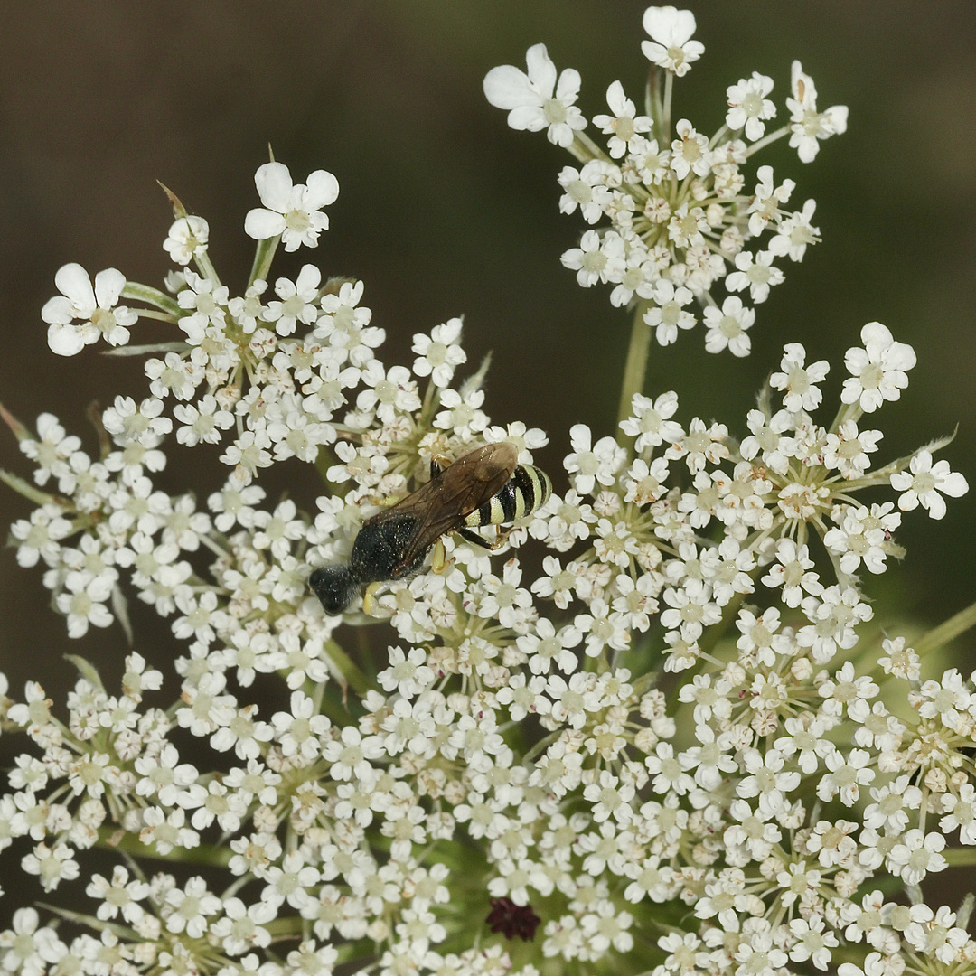 Dieses Männchen der Grabwespe LESTICA CLYPEATA, ...