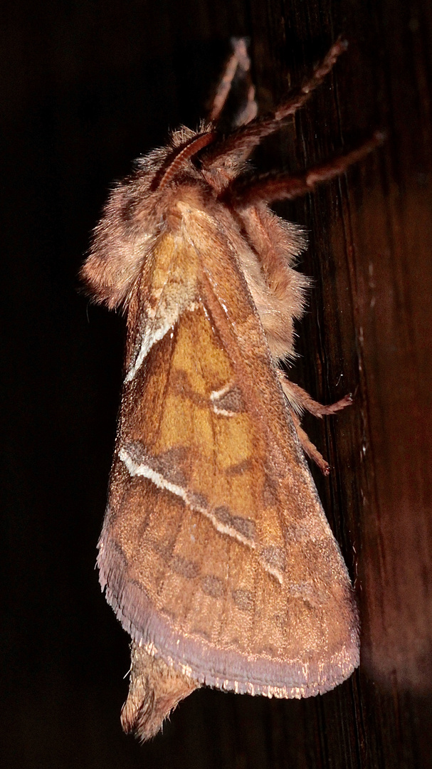 Dieses Männchen des Ampfer-Wurzelbohrers (Triodia sylvina) ...