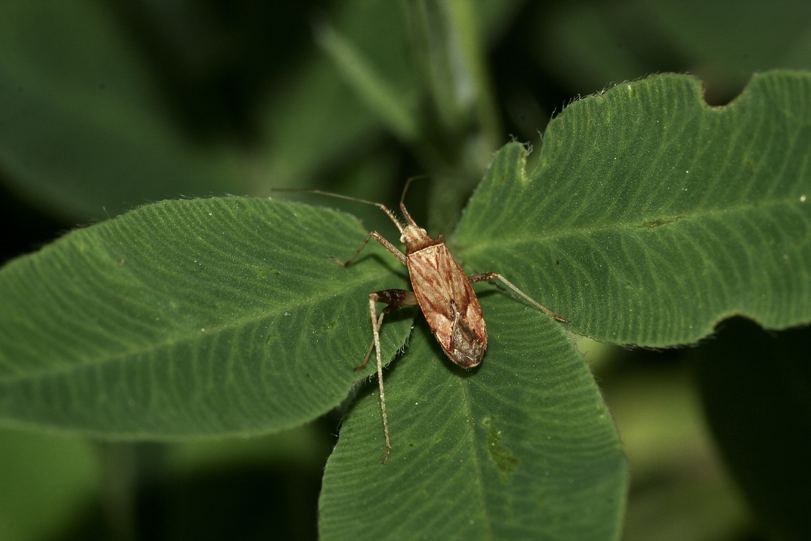 Dieses Männchen von PHYTOCORIS VARIPES (7 mm)  gehört in die Familie der Weichwanzen (Miridae) - ...