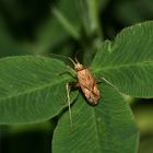 Dieses Männchen von PHYTOCORIS VARIPES (7 mm)  gehört in die Familie der Weichwanzen (Miridae) - ...