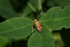 Dieses Männchen von PHYTOCORIS VARIPES (7 mm)  gehört in die Familie der Weichwanzen (Miridae) - ...