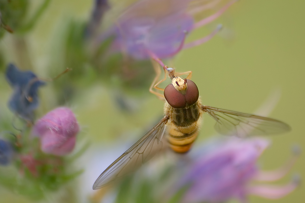 Dieses mal: Schwebfliege