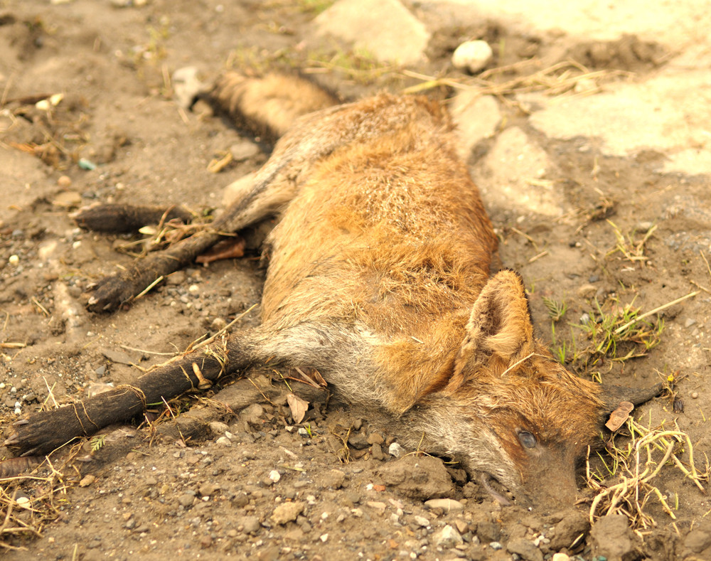 Dieses mal war es , "nur", ein Fuchs