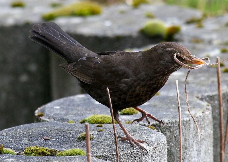 ..dieses Nestbauen ist ein Streß......