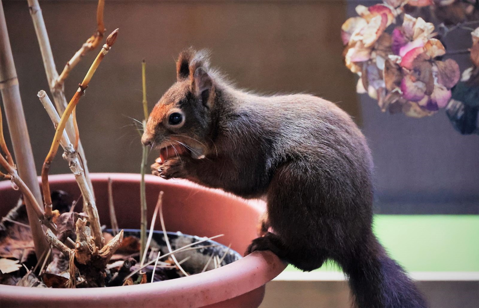 Dieses nette Eichhörnchen