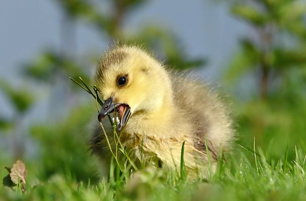 **Dieses niedliche Gössel hatte Blühpflanzen zum Fressen gern.**