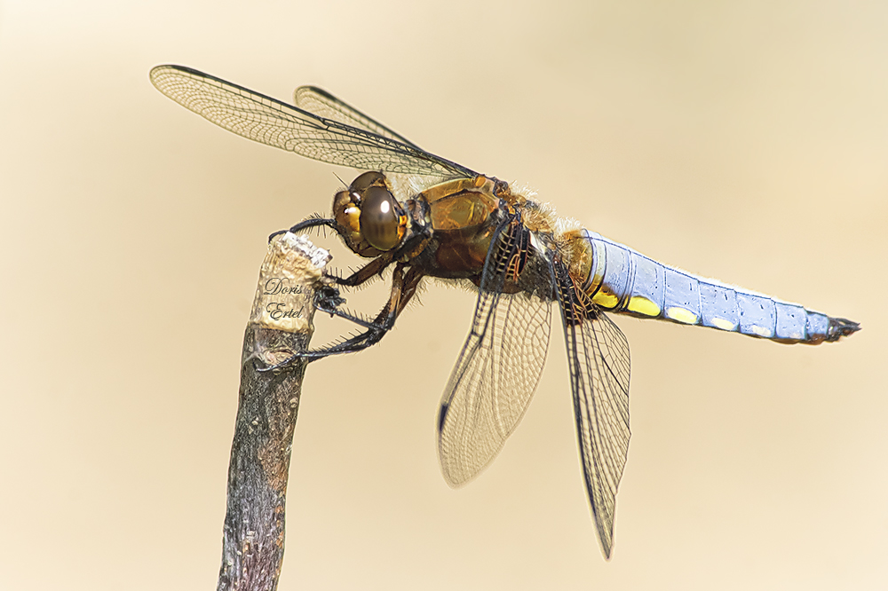 Dieses Plattbauch Männchen (Libellula depressa) ...