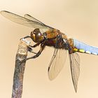 Dieses Plattbauch Männchen (Libellula depressa) ...