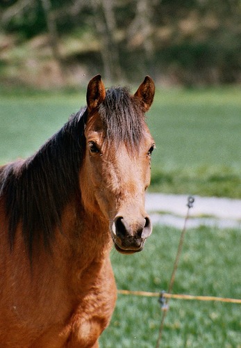 Dieses Pony