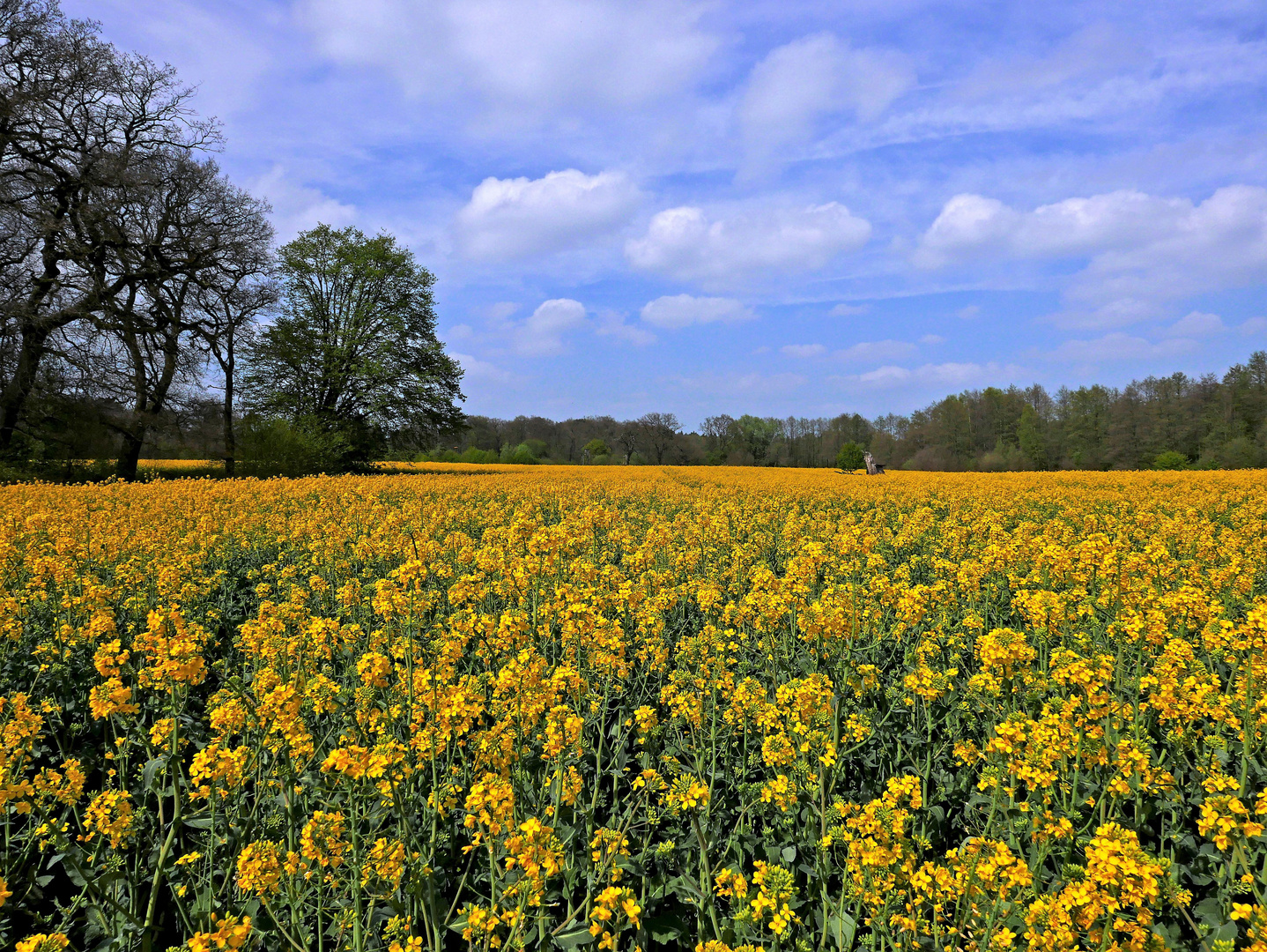 Dieses Rapsfeld...