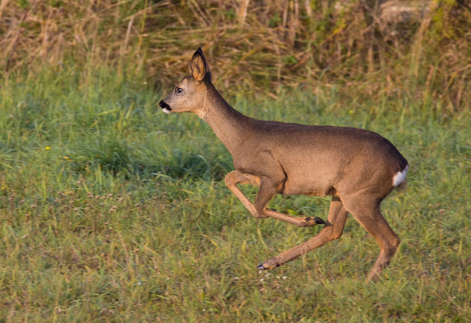 Dieses Reh Foto & Bild | tiere, wildlife, säugetiere Bilder auf