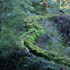 dieses Rinnsal lässt Felsen wachsen