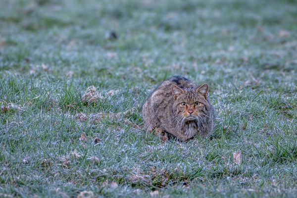 Dieses schöne Exemplar ...