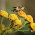 Dieses Skorpionsfliegen-Pärchen ...