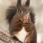 Dieses Susse Eichhornchen Foto Bild Tiere Wildlife Wildlife Sonstige Tiere Bilder Auf Fotocommunity