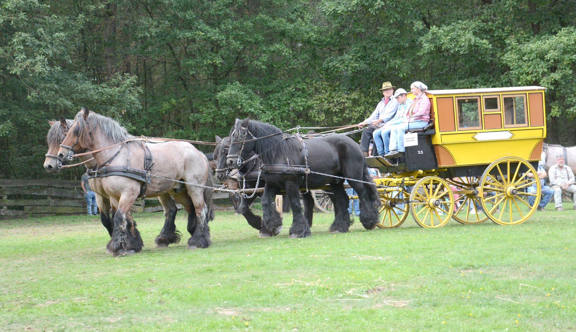 Dieses Vierergespann zieht einen Menschentransporter