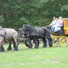 Dieses Vierergespann zieht einen Menschentransporter