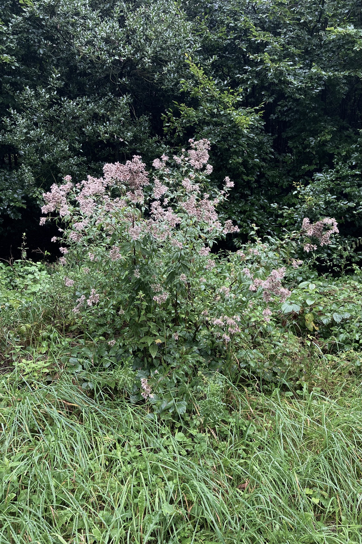 Dieses Waldmotiv im August.