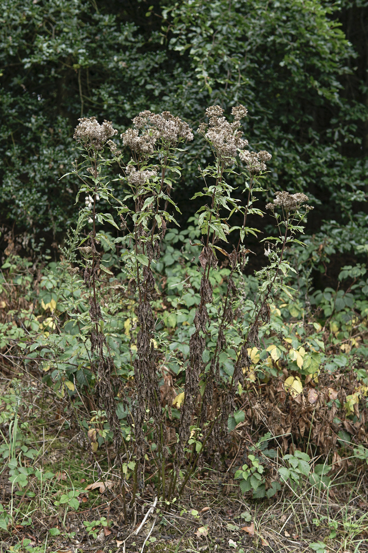 Dieses Waldmotiv im August.