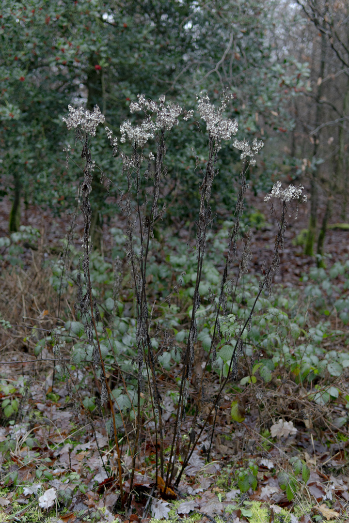 Dieses Waldmotiv im Dezember.