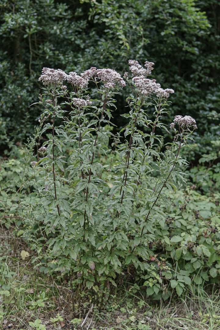 Dieses Waldmotiv im Juli.