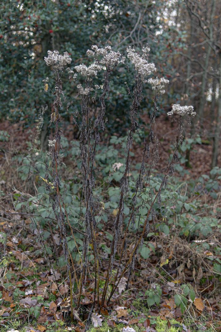 Dieses Waldmotiv im November.