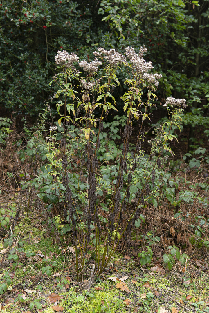 Dieses Waldmotiv im Oktober.