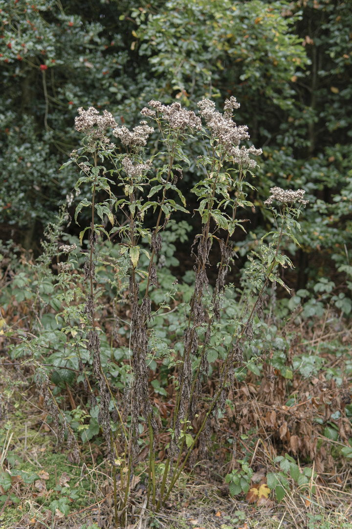 Dieses Waldmotiv im September.