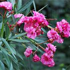 dieses Wetter gefällt meinem Oleander