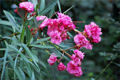 dieses Wetter gefällt meinem Oleander