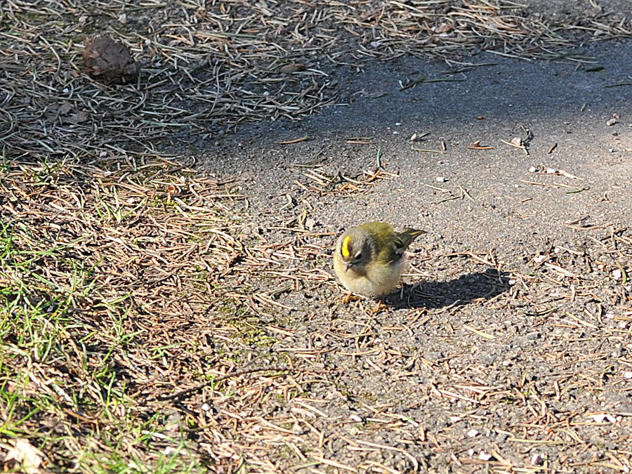 Dieses Wintergoldhähnchen wollte undbedingt fotografier werden