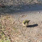 Dieses Wintergoldhähnchen wollte undbedingt fotografier werden