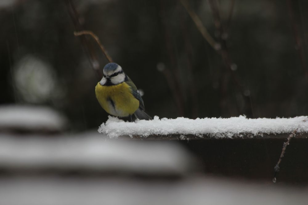 dieses Wochenende ist Vogelzählung!