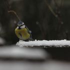 dieses Wochenende ist Vogelzählung!