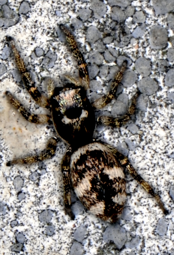 Dieses Zebra-Springspinnchen (Salticus scenicus).....