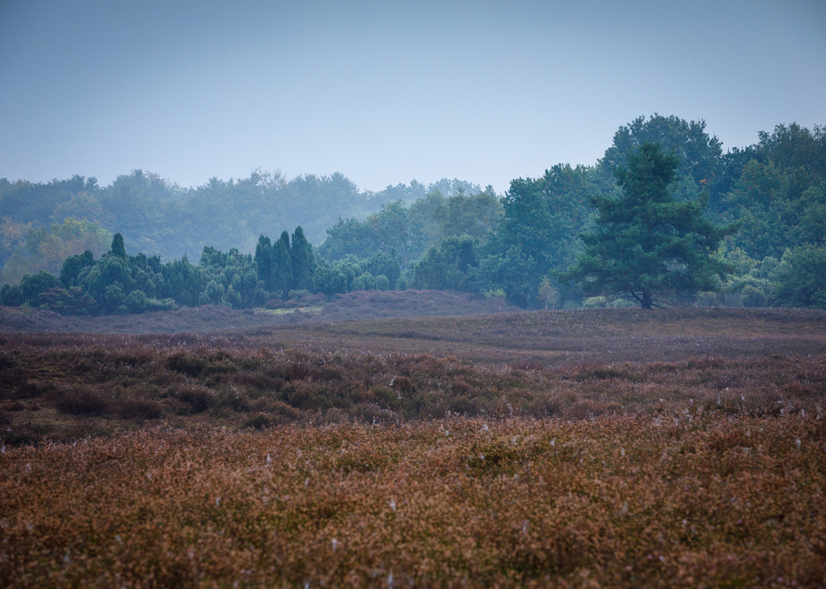 Diesig war es in der Heide