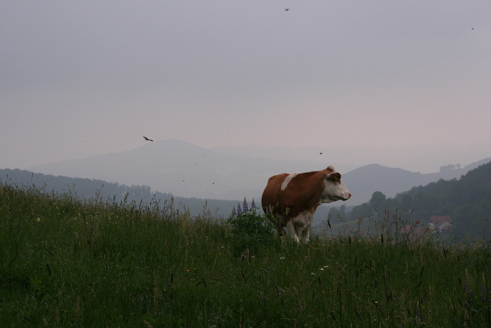 Diesige Rhönlandschaft mit Kuh und Milan