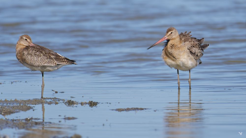 diesjährige Uferschnepfen (Limosa limosa)...