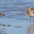 diesjährige Uferschnepfen (Limosa limosa)...