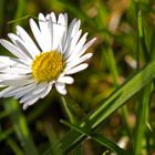 Diesjähriges Gänseblümchen