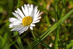 Diesjähriges Gänseblümchen