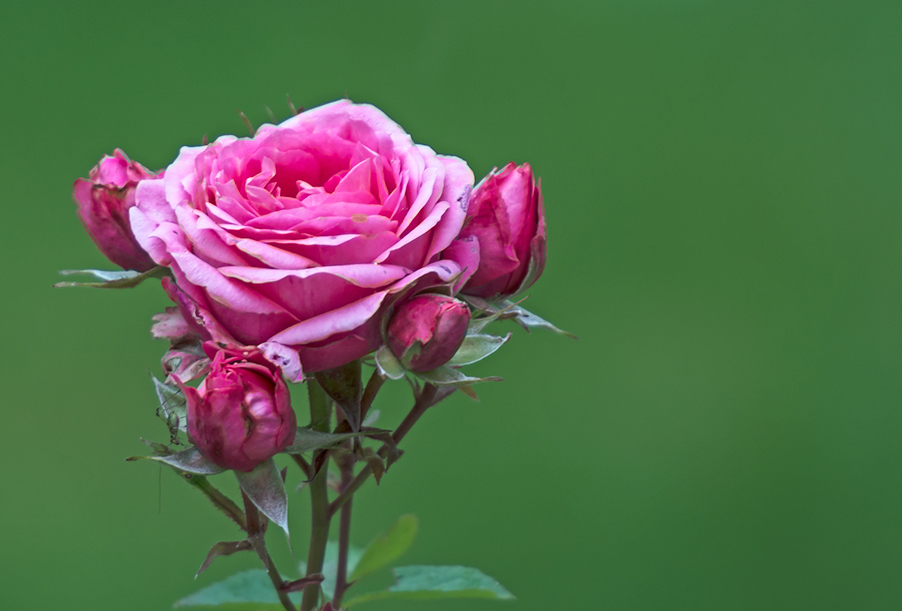 Diesmal ein Blümchen zum Wochenende