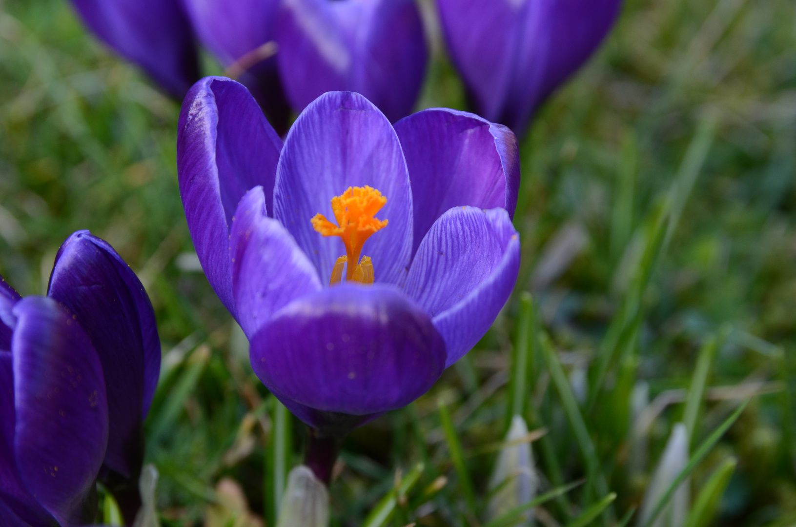 Diesmal Frühling in lila......