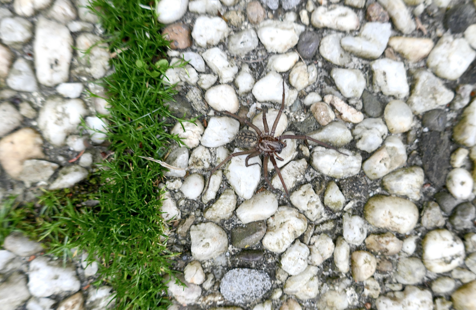 Diesmal hatte die Spinne Glück…