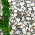 Diesmal hatte die Spinne Glück…